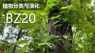 【植物分类与系统发育】BZ20 木兰目 木兰科 阶段复习