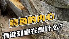 有谁知道鳄鱼的内心在想什么？#鳄鱼 