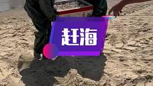 这么大的海抓回来的虾你说是养殖的，真不知道你是故意的还是真的不懂？#南三渔小夫赶海 #南三岛 #出海