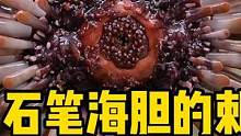 石笔海胆的刺是软的吗？蟹坚强近况 #石笔海胆 #蟹坚强 #frank的私人水族馆
