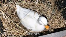 柯尔鸭开始趴窝了，这是又要下蛋的节奏么！