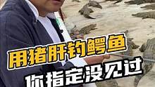 用猪肝钓鳄鱼你指定没见过#鳄珍 #鳄鱼 #鳄鱼养殖场 