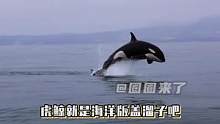 #虎鲸就是海洋版盖溜子  回到海洋和朋友们说：小人咪们好有灵性哦