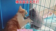 两只被救助的小猫天天对打，残疾小猫渴望出去PK的眼神让人很心疼