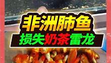 一次性养了1500条红草金鱼，雷龙配对损失惨重，这鱼离了水活3年  #雷龙鱼 #草金鱼 #非洲肺鱼