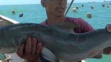 来叔出海捕到嘴馋大鲨鱼，一条接一条上货值钱鱼，还有肥硕的虾母（上）