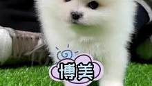 这只小博美真是太漂亮了，我要洗脑它！让它跟我走！