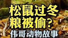 松鼠过冬粮被偷会怎么样？#万物皆有灵性 #迷惑行为大赏 #松鼠