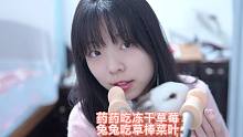 药药吃冻干草莓 兔兔吃草棒菜叶