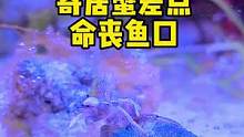 寄居蟹从自己的壳里爬出来了，差点命丧鱼口#歌曲边界