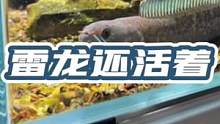 虽然我这两条雷龙暂时安然无恙，但是大家养雷龙鱼的时候可一定要加盖子啊#奶茶雷龙 #阿萨姆雷龙 #不加