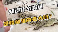 兄弟们知道什么鳄鱼是鳄鱼里的老大吗？#鳄珍 #鳄鱼 #鳄鱼养殖场