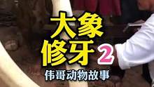 您见过给大象修牙吗？#解压视频 #国外生活 #迷惑行为大赏