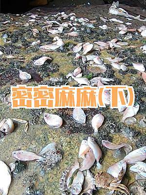 來叔登上海島找找貨，發(fā)現(xiàn)石洞里密密麻麻的魚，原來還有條大鯊魚（下）