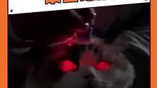 本来看这恶魔小猫还觉得有点怕 一想原来是因为脑袋空 那没事了#猫咪  #萌宠  #搞笑