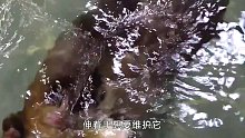 水獭妈妈老来得子，还只生了一胎，动物的教育方式比人类残酷的多