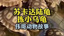 小哥满院子里拣小乌龟？结局令人感动！#万物皆有灵性 #人与动物和谐共处 #解压视频 #乌龟