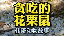 沉浸式喂食小松鼠，它到底有多能装？#万物皆有灵性 #人与动物和谐共处 #萌宠 #治愈系