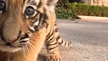 可爱的小老虎，猫科动物果然都一样。