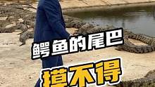 鳄鱼的尾巴摸不得#鳄珍 #鳄鱼 #鳄鱼养殖场