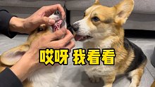 小奶狗竟然也会掉牙，太好玩了！