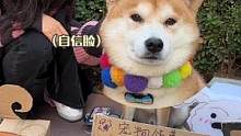 Max和清华的同学一起出摊卖小狗啦~#纸狗 #铲屎官的乐趣 #柴犬