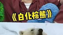 虽然我可爱，但是也不能这样被折腾啊……#白化棕熊
