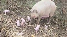 这种猪也有野生的吗？