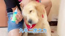 为了给它滴耳朵，费了九牛二虎之力。