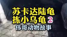 小哥收养小乌龟后，还找到了小家伙们45岁的妈妈？#万物皆有灵性 #萌宠 #人与动物和谐共处 #乌龟