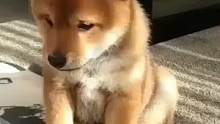 狗狗：没人为我发声吗？#搞笑 #萌宠 #动物的迷惑行为 #娱乐评论大赏