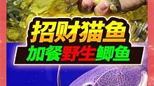 70厘米的招财猫贪恋红尘，徒手捕抓野生大板鲫！！