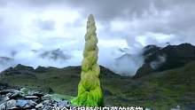 这个长相酷似白菜的植物，遇到了千万不要碰#科普 #dou出新知