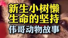 刚出生275克的小树懒被热心救助，结局令人励志和感动！#万物皆有灵性 #励志 #萌宠 #人与动物和谐