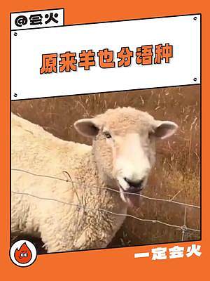 #原来羊也分语种  所以，不同国家的羊在一起交流，是不是也会有沟通障碍呀 #语言  #羊