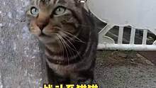 果然这就是狸花猫和橘猫的区别吗？ #猫 #娱乐评论大赏