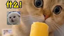 #第一次吃雪糕的猫咪 猫咪在这一刻决定下辈子要当个人#猫咪 #惊讶
