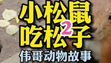 沉浸式喂小松鼠吃松子！#万物皆有灵性 #人与动物和谐共处 #萌宠 #解压视频