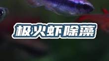 183只极火虾放进鱼缸除藻的后续来了，非常感谢他们的付出，我现在就想找到残骸小虾米的真凶到底是谁#极