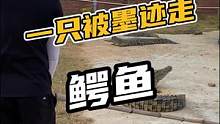 一只被墨迹走的鳄鱼#鳄珍 #鳄鱼 #鳄鱼养殖场