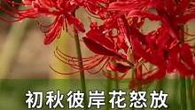 #彼岸花 开，花开彼岸，花开无叶，叶生无花，我多想在见你一面……#曼珠沙华 #曼珠沙华彼岸花 #爱生