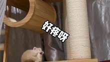 反射弧有点长#猫咪的迷惑行为 #米努特矮脚猫 #小奶猫的成长日记 #吸猫