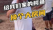 给我们家鳄鱼换个大别墅。#鳄鱼 #鳄鱼养殖场 #鳄珍
