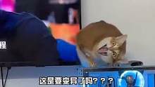 #第一次觉得猫咪好可怕 这小猫不会吃人吧？