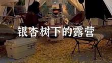 把银杏叶当做地毯，生着暖暖的火炉，秋末的露营如此惬意#露营报告 #户外 