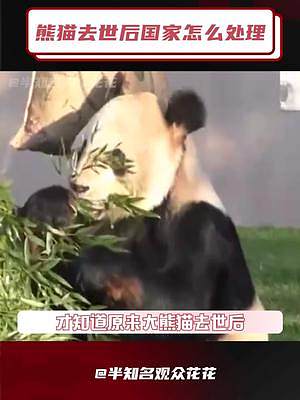 它们以另一种方式“活”了下来 #熊猫 #博物馆 #标本