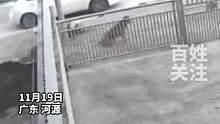 11月19日广东河源疑似“偷狗贼”偷狗，轿车出现“砰”的一声后狗狗迅速跑出监控范围。#社会新闻 #危