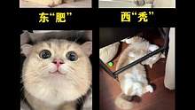 养了四只性格不同的猫是一种什么体验？#比瑞吉鲜肉猫粮