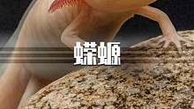 拥有超强再生能力的生物，心脏没了也可以再长出来！满级生物蝾螈，到底有何不为人知的秘密？#蝾螈  #再