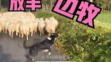 边牧放羊到底有多厉害？ #边牧放羊 #边牧 #搞笑配音